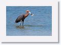 Reddish Egret