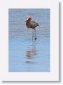 Reddish Egret