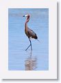 Reddish Egret