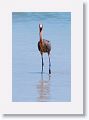 Reddish Egret