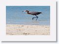 Reddish Egret