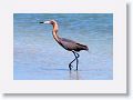 Reddish Egret