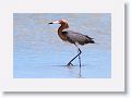 Reddish Egret