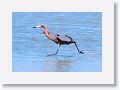 Reddish Egret