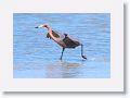 Reddish Egret