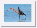 Reddish Egret