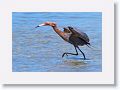 Reddish Egret