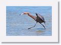 Reddish Egret