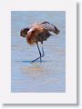 Reddish Egret