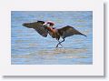 Reddish Egret