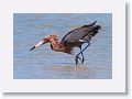 Reddish Egret