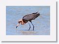 Reddish Egret