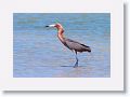 Reddish Egret