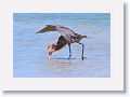 Reddish Egret