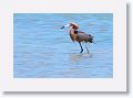 Reddish Egret