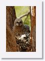 Back to the Great Horned Owl nest tree near North Beach shelter 6 for late afternoon light