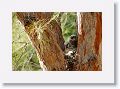 Back to the Great Horned Owl nest tree near North Beach shelter 6 for late afternoon light