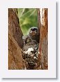 Back to the Great Horned Owl nest tree near North Beach shelter 6 for late afternoon light