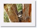 Back to the Great Horned Owl nest tree near North Beach shelter 6 for late afternoon light