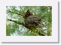 The female Great Horned Owl has a track record for nesting in the picnic area