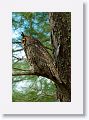 The male Great Horned Owl was hanging out in a tree a bit closer to the shoreline