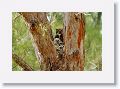 Great Horned Owl nest tree near North Beach shelter 6 for late afternoon light