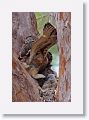 Female Great Horned Owl moving the banded bird remains