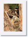 Great Horned Owl nest tree near North Beach shelter 6 for early light