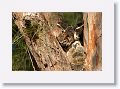 Great Horned Owl nest tree near North Beach shelter 6 for early light