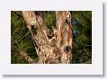 Great Horned Owl nest tree near North Beach shelter 6 for early light