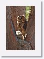 Great Horned Owl nest tree near North Beach shelter 6 for early light