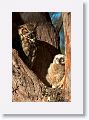 Great Horned Owl nest tree near North Beach shelter 6 for early light