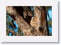 Great Horned Owl nest tree near North Beach shelter 6 for early light