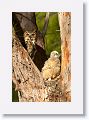 Great Horned Owl nest tree near North Beach shelter 6 for early light