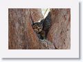 Great Horned Owl nest tree near North Beach shelter 6 for early light