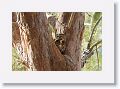 Great Horned Owl nest tree near North Beach shelter 6 for early light