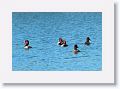 Two thirds through February finds Red-headed Ducks on the Tierra Verde duck pond