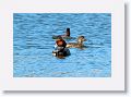 Two thirds through February finds Red-headed Ducks on the Tierra Verde duck pond