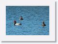 Two thirds through February finds Red-headed Ducks on the Tierra Verde duck pond