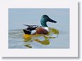 Northern Shoveler Ducks on the Tierra Verde duck pond