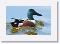 Northern Shoveler Ducks on the Tierra Verde duck pond