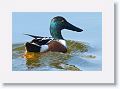 Northern Shoveler Ducks on the Tierra Verde duck pond