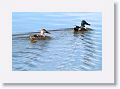 Northern Shoveler Ducks on the Tierra Verde duck pond