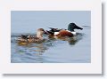 Northern Shoveler Ducks on the Tierra Verde duck pond