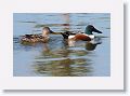 Northern Shoveler Ducks on the Tierra Verde duck pond