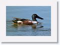 Northern Shoveler Ducks on the Tierra Verde duck pond