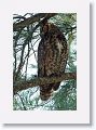 The adult male Great Horned Owl can often be found during the day closer to the beach