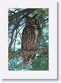 The adult male Great Horned Owl can often be found during the day closer to the beach