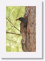 Starling excavating a nest hole near the Great Horned Owl nest tree