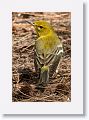 Pine Warbler